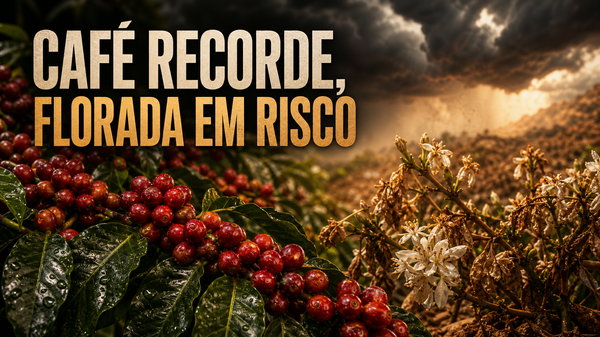 O café bate recorde em 2026, mas o risco está na próxima florada